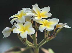 Plumberai alba, national flower of Belize – Best Places In The World To Retire – International Living
